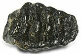 Juvenile Woolly Mammoth Upper P Molar - North Sea Deposits #372342-2